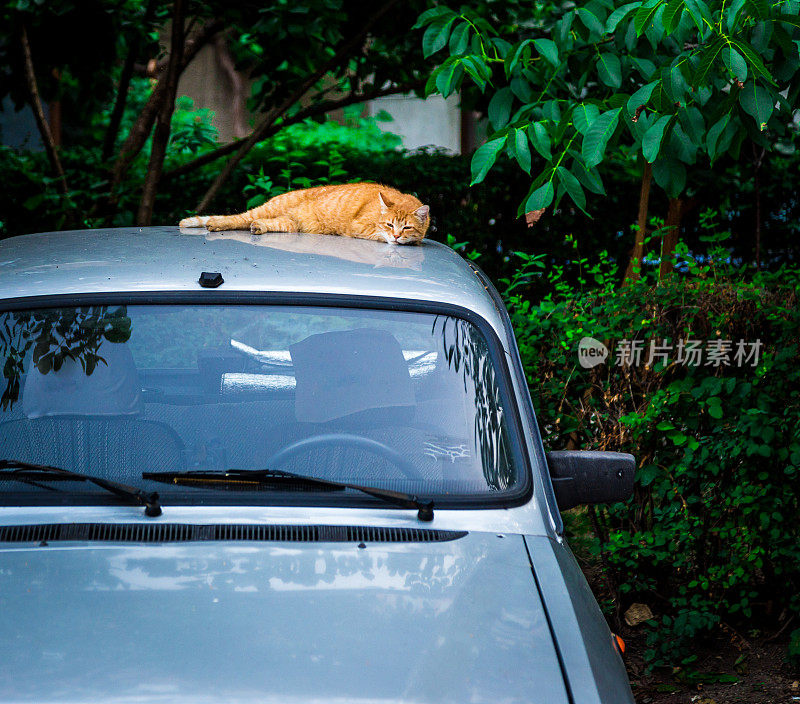 懒猫睡在车顶