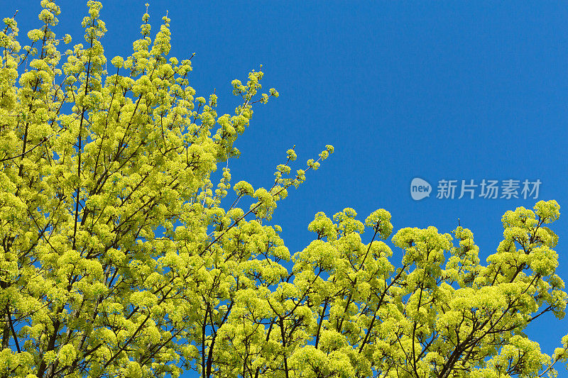 一棵枫树的花朵映衬着湛蓝的天空