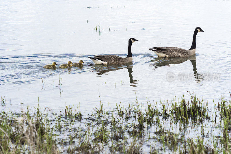 两只鹅和三只小鹅在华盛顿州的湿地区域池塘游泳