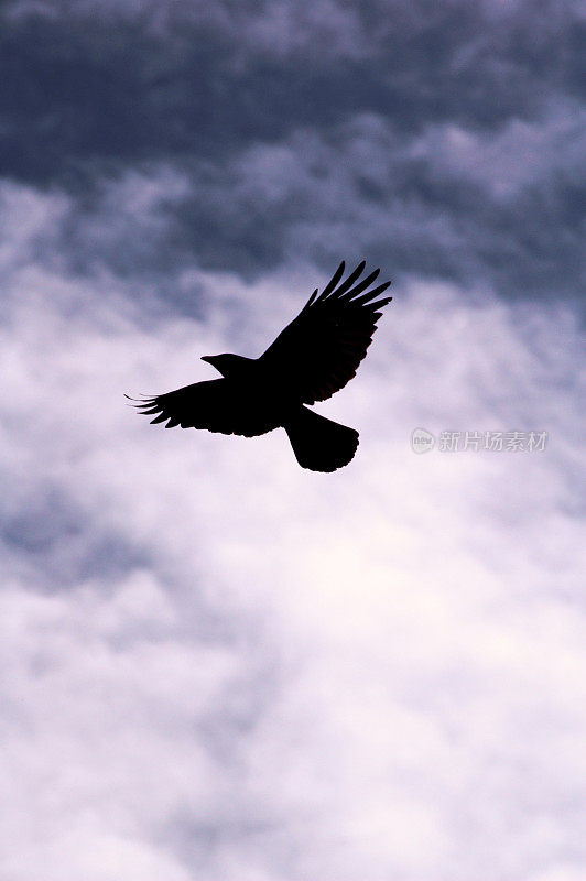 天空中的乌鸦
