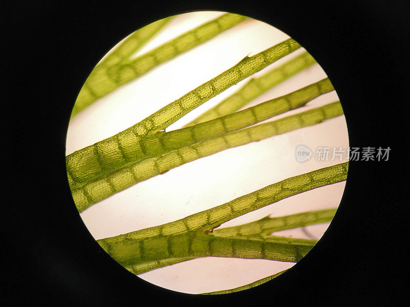 水生植物细胞的显微镜观察