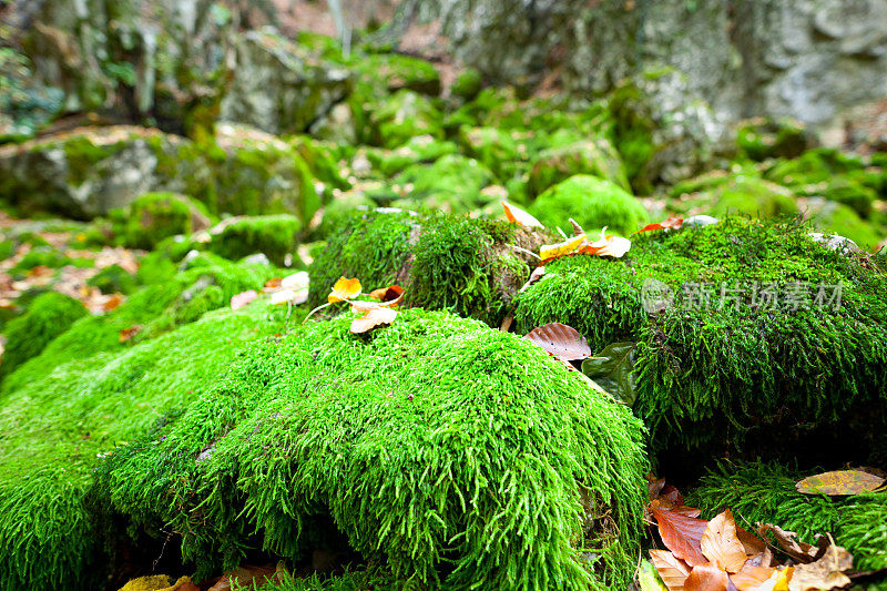 苔藓