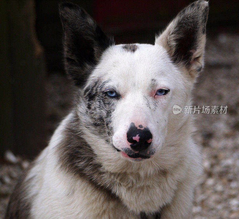 白灰相间，蓝眼睛的牧羊犬