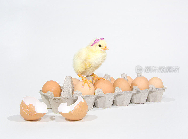 刚出生的小鸡，站在一盒鸡蛋上