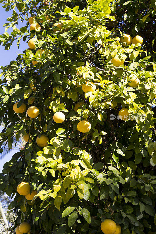 柠檬树上的柠檬