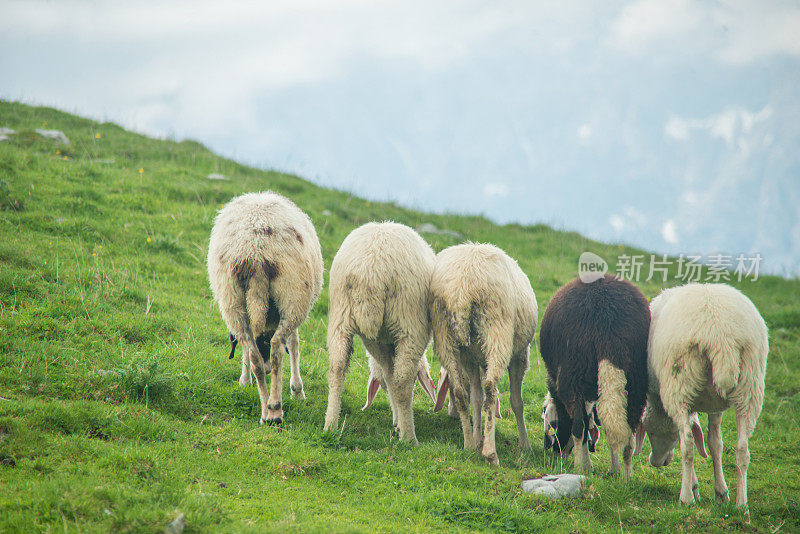 山上草地上的羊群