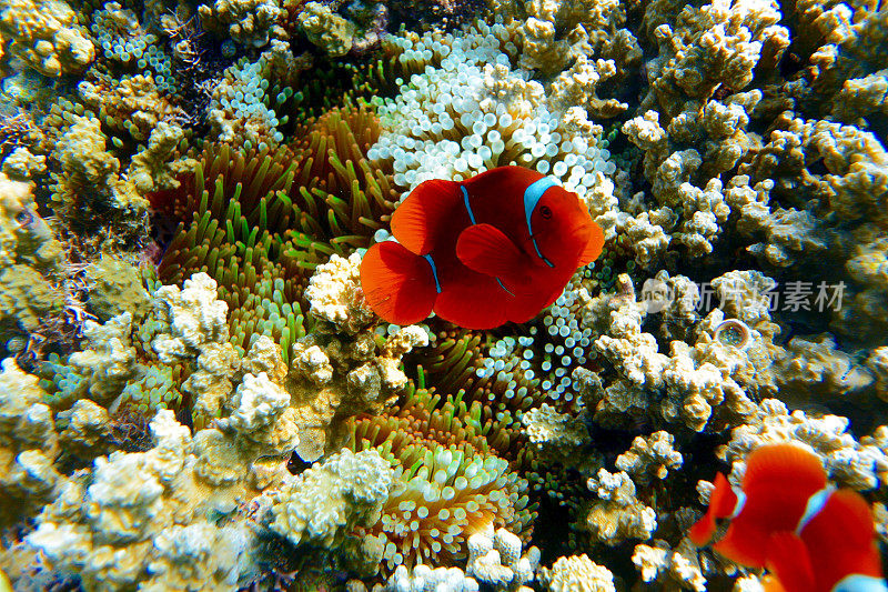 小丑鱼和珊瑚