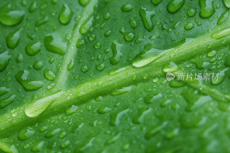 雨滴落在绿叶上