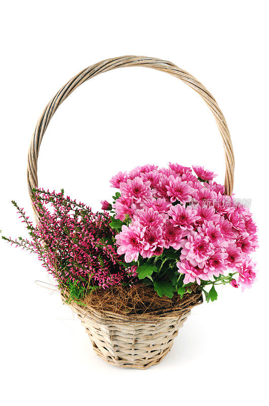 篮子粉红色菊花(菊花)与erica花