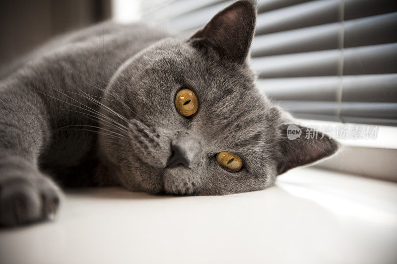 猫英国短毛黄眼睛躺在窗户旁边