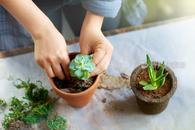 绿色植物会给你的家带来生命