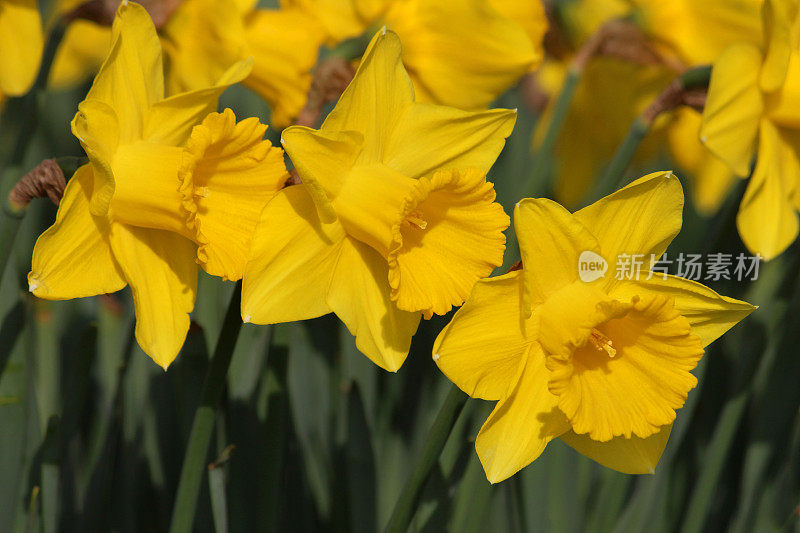 春季花园中黄色水仙花(水仙花)的图像宏