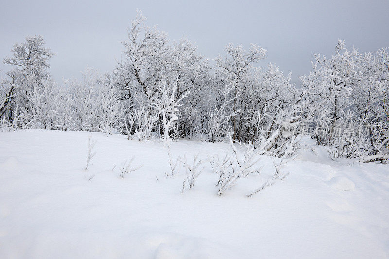白雪覆盖的地面和结霜的白桦林