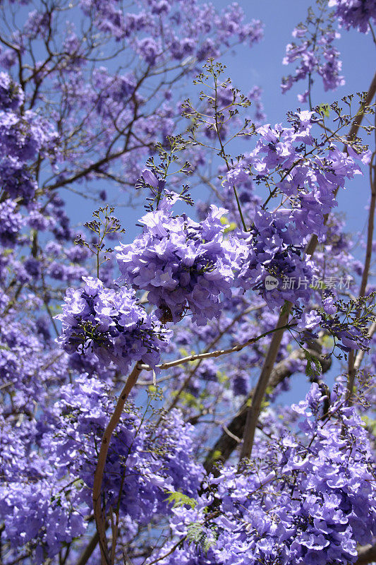 蓝花楹花蕾绽放