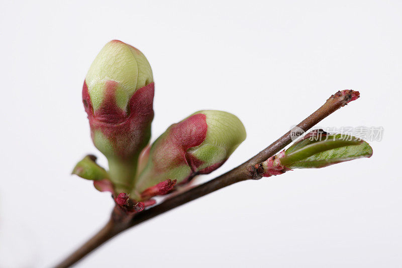 从树上摘下的花蕾