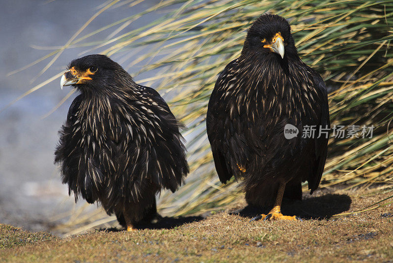 条纹卡拉卡拉(约翰尼・鲁克)，福克兰群岛