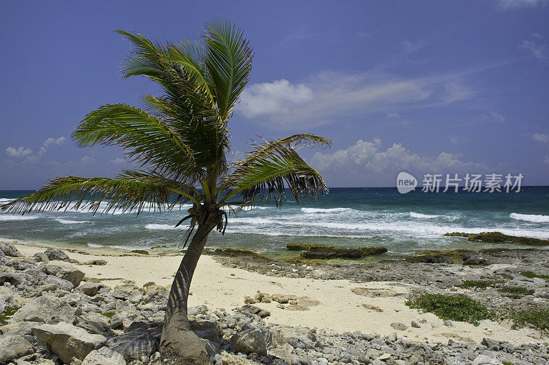沙滩上的椰子树俯瞰加勒比海