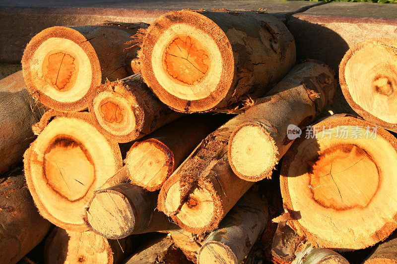 砍伐桉树原木在日落时发光