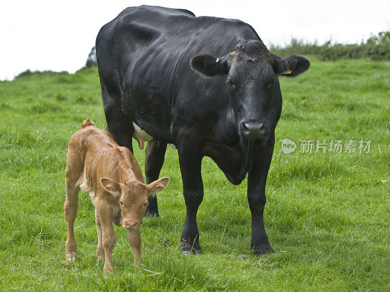 年轻的棕色小牛和一头母牛站在田野里