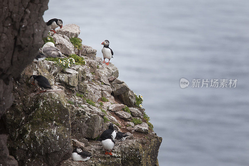 大西洋海雀(北极海雀)