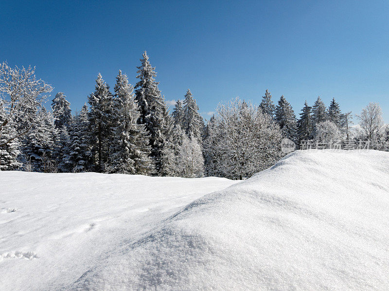 黑森林冬天的雪景