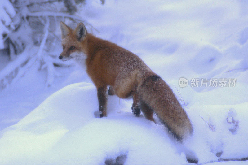 下雪天福克斯