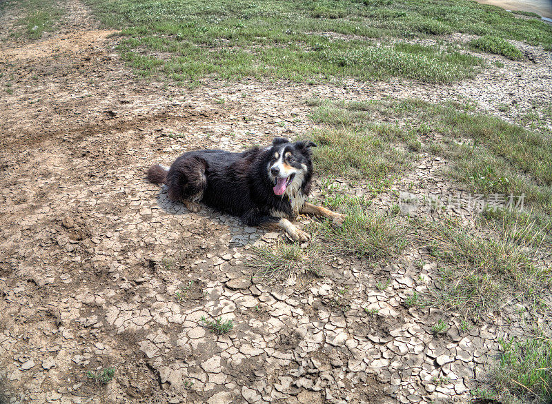 友好的边境牧羊犬在干燥的泥滩上