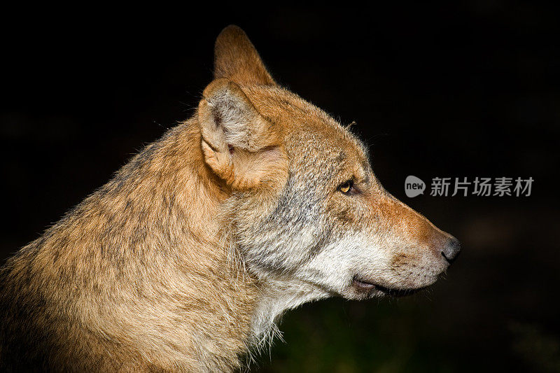 灰狼画像(犬类狼疮)