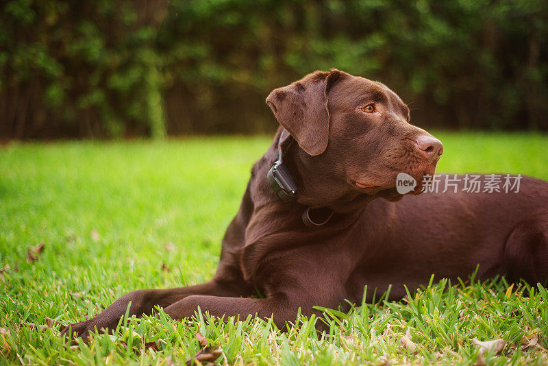 巧克力拉布拉多寻回犬