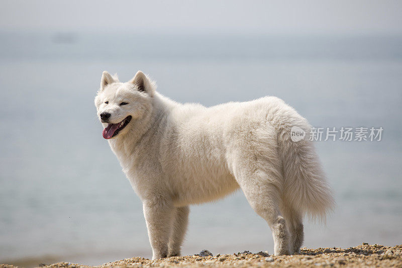 海滩上的狗