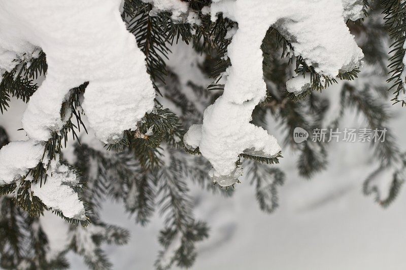 树枝被雪覆盖