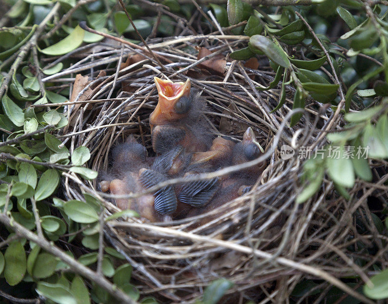 饥饿的雏鸟在巢中