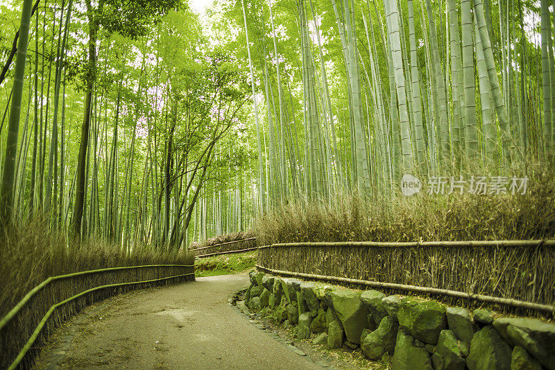 日本岚山竹沟林