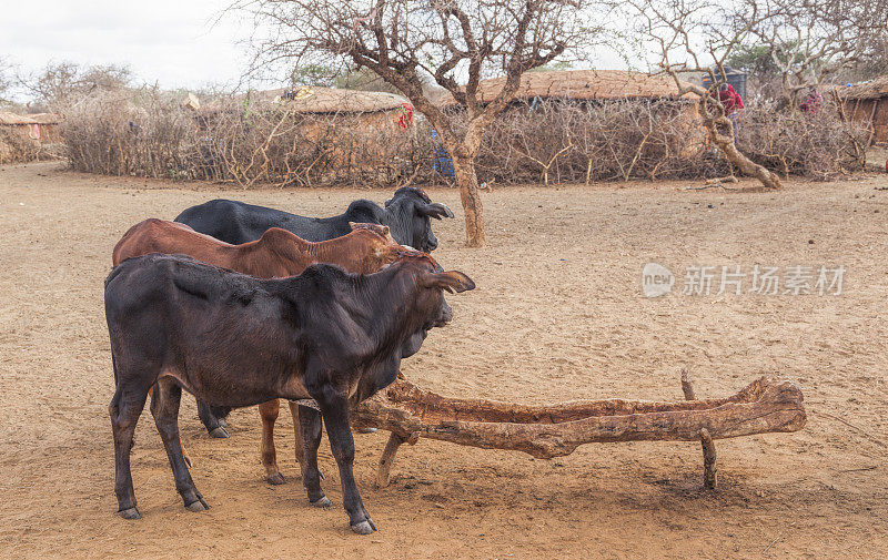 瘤牛在挖出树干等水，