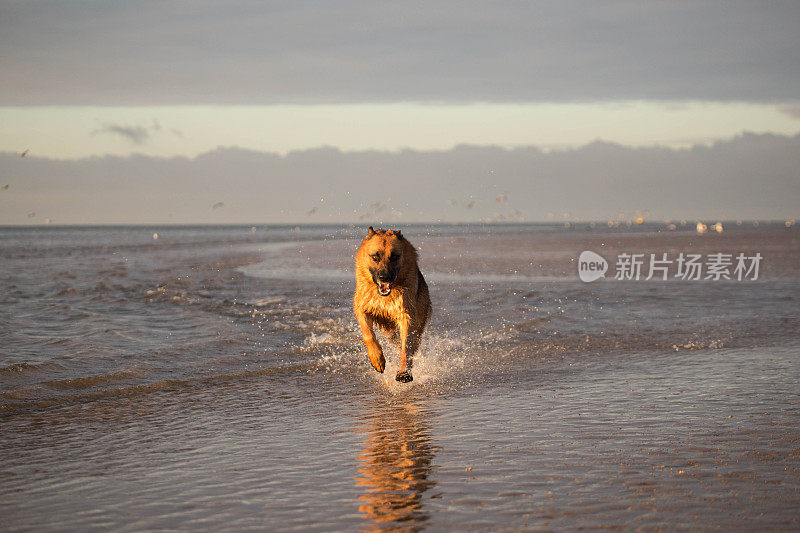 德国牧羊犬动作射击