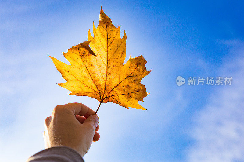 秋日的枫叶手握在一起，映衬着蓝天