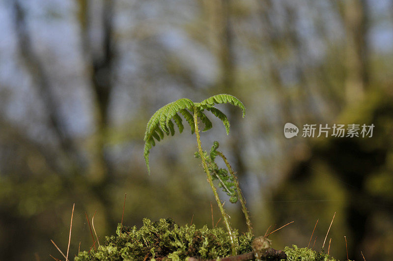 蕨类植物