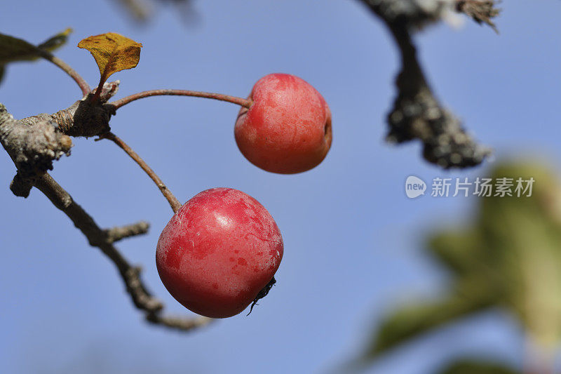 两个亮粉色的山楂水果靠近