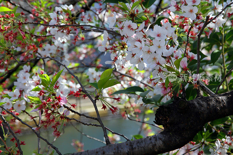 东京河上的花