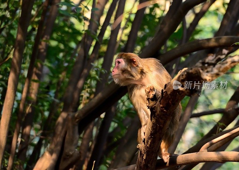 猴子站在树枝上