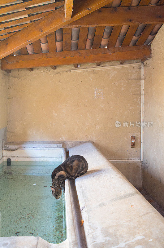 一只猫在法国普罗旺斯17号洗衣房里喝水