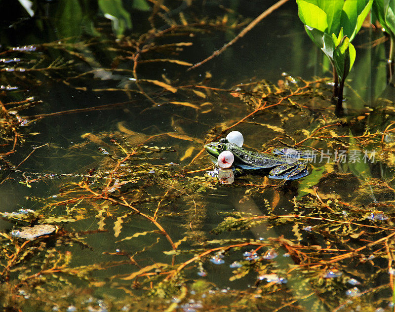 沟通水蛙(Pelophylax)