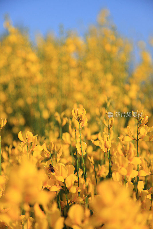 黄花植物野外特写