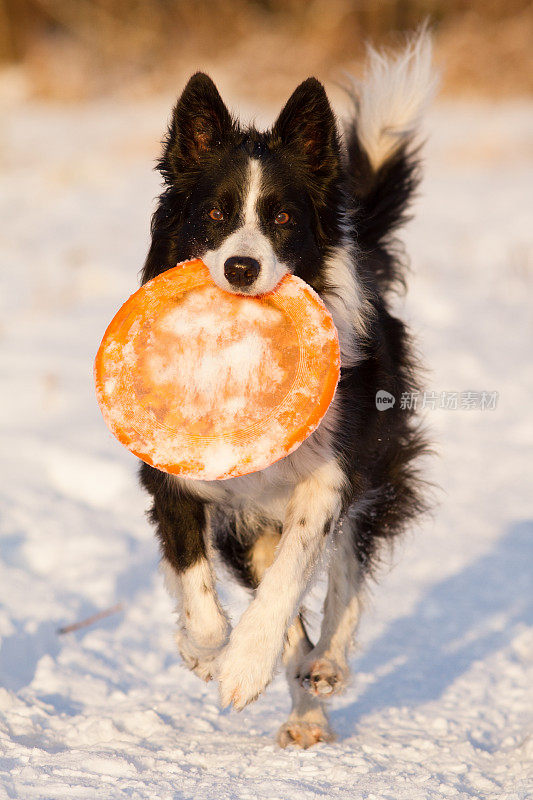 狗喜欢雪