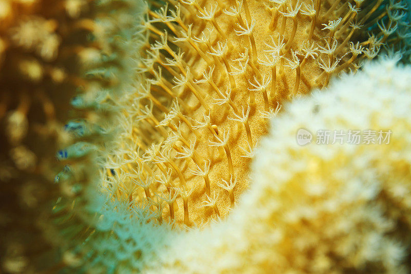 海洋生物珊瑚礁蘑菇皮珊瑚水下