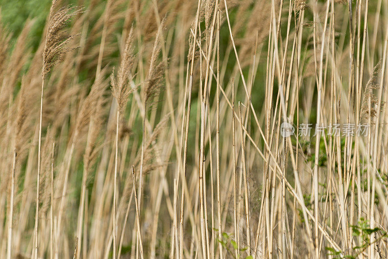 芦苇(芦苇;