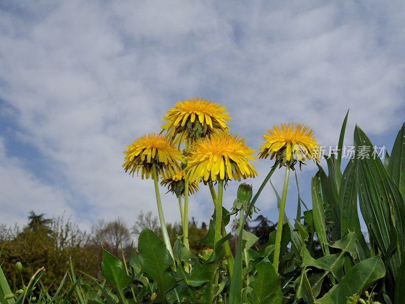 蒲公英、蒲公英officinale