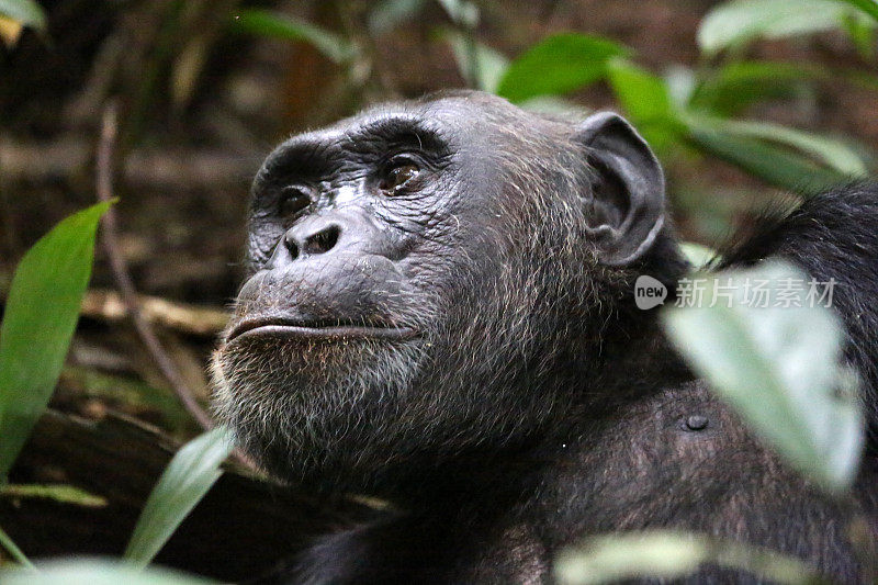 乌干达:大猩猩森林的特写――Kibale