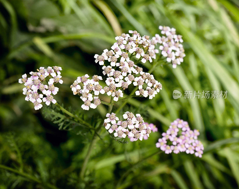 蓍草的花