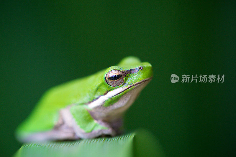 东部莎草青蛙